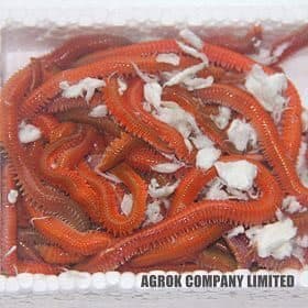 Live Bait Yem Seçiminde Doğru Adres: 8 Live Bait Bayileri
