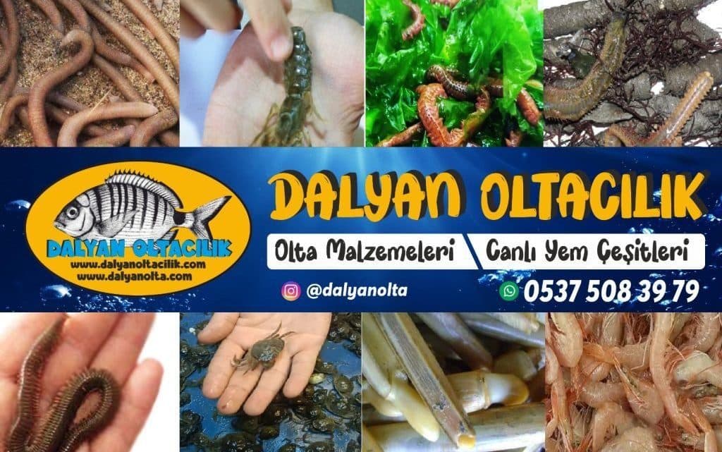 OltaYem.com.tr | Canlı Yem, Donuk Yem ve Surf Casting Takımları