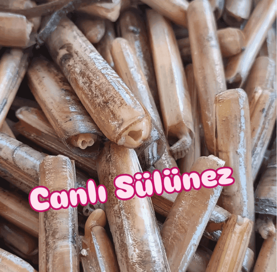 Canlı Yem Satın Alma Rehberi | Taze Canlı Balık Yemleri Canlı Yem Satın Alma Rehberi | Taze Canlı Balık Yemleri