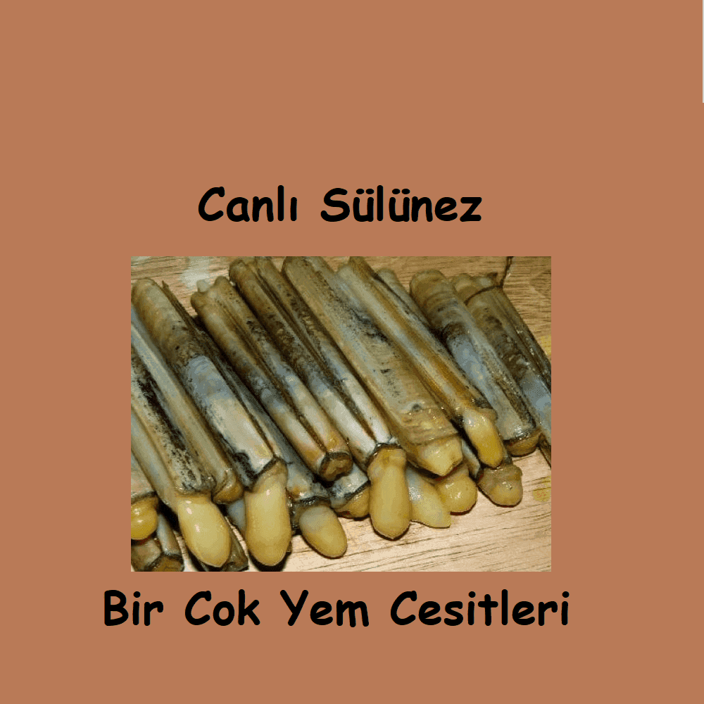 Canlı Sülünez ile Avlanırken Yapılan Hatalar Canlı Sülünez ile Avlanırken Yapılan Hatalar