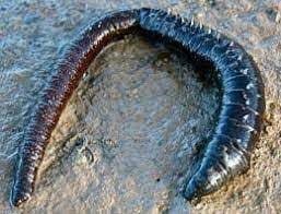 8 Live Bait Bayileri ve Dalyan Oltacılık’ta Canlı Yem Satışı 8 Live Bait Bayileri ve Dalyan Oltacılık’ta Canlı Yem Satışı