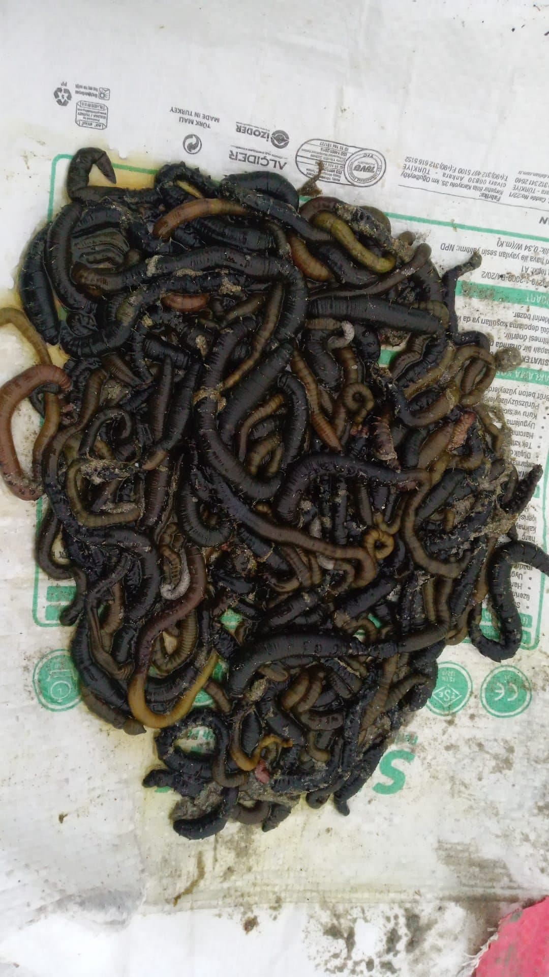 oltayemi, oltayemi.com.tr, olta yemi, canlı yem, canlı balık yemi, donuk yem, canlı sülünez, mamun, bibi, boru kurdu, kaya kurdu, teke, canlı midye, lugworm, çin kurdu, donuk sardalya, donuk hamsi, donuk karides, donuk kalamar, surf casting takımları, dip takımları, paternoster takımı, ikili askı takımı, tek iğneli uzun köstek, glow boncuklu takım, urfe rig, rabeira rig, trave lungo, trave corto, trave scorrevole, levrek takımı, çipura takımı, mırmır takımı, eşkina takımı, Dalyan Oltacılık, Beylikdüzü balıkçılık, toptan canlı yem, perakende canlı yem