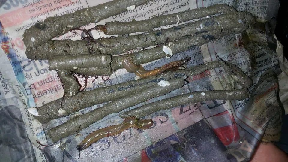 Canlı Kurt Çeşitleri: Kum Kurdu, Boru Kurdu ve Lugworm Rehberi Canlı Kurt Çeşitleri: Kum Kurdu, Boru Kurdu ve Lugworm Rehberi