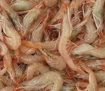 Hangi Balık İçin Hangi Canlı Yem Alınmalı? Hangi Balık İçin Hangi Canlı Yem Alınmalı?